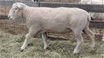 Coyote Acres Nimrod 954J